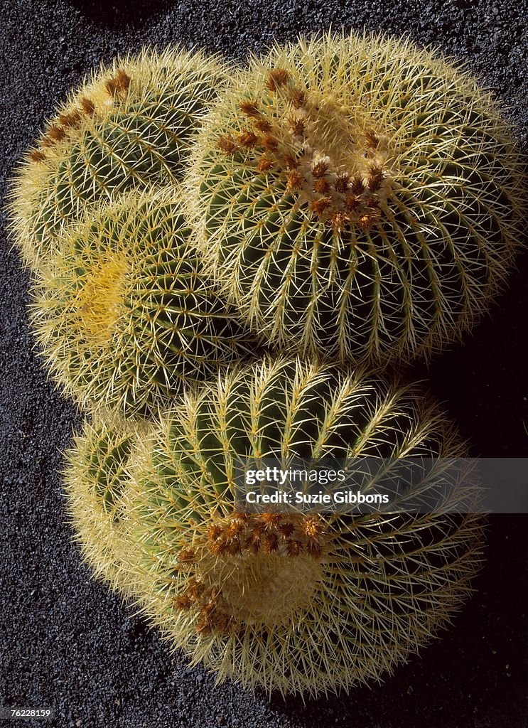 Cluster of echinocactus grusonii, golden ball cactus,el jardin cactus, lanzarote