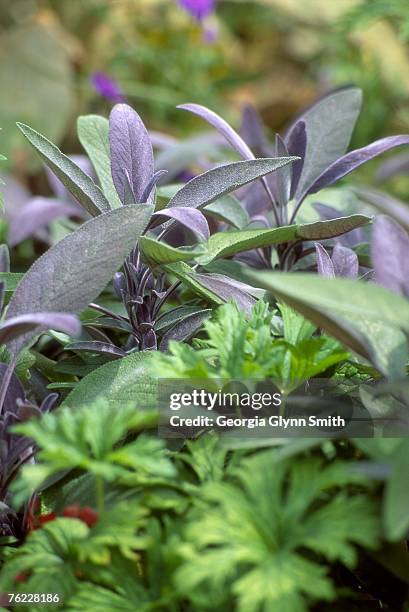 salvia officinalis purpurascens - salvia officinalis purpurascens stock pictures, royalty-free photos & images
