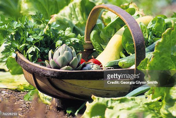 trug holding harvested vegetables - トラッグ ストックフォトと画像