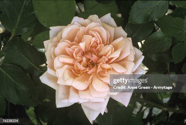 Albertine Rood Albertine Photos and Premium High Res Pictures - Getty Images