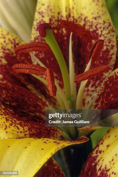 close up of asiatic lilly var. luxor, june - asiatic lily stock pictures, royalty-free photos & images