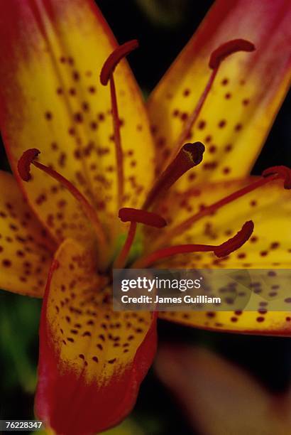 close up of lilium var. silly girl (asiatic lily), june - asiatic lily stock pictures, royalty-free photos & images