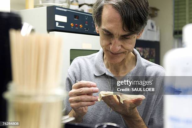 Entomologist Bart Smith examines parasites found in a group of honey bees at the Bee Research Laboratory, in Beltsville, Maryland, 22 August 2007....