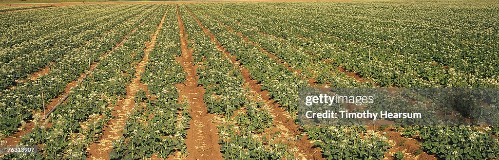 Rows of flowering choy (full frame)