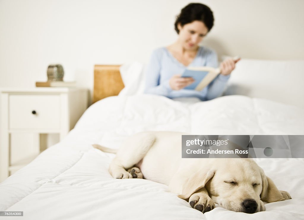 Woman reading book in bed, focus on puppy dog sleeping in foreground