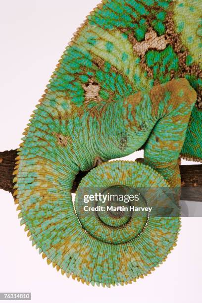 yemen chameleon, close-up of coiled tail - yemen chameleon stock pictures, royalty-free photos & images