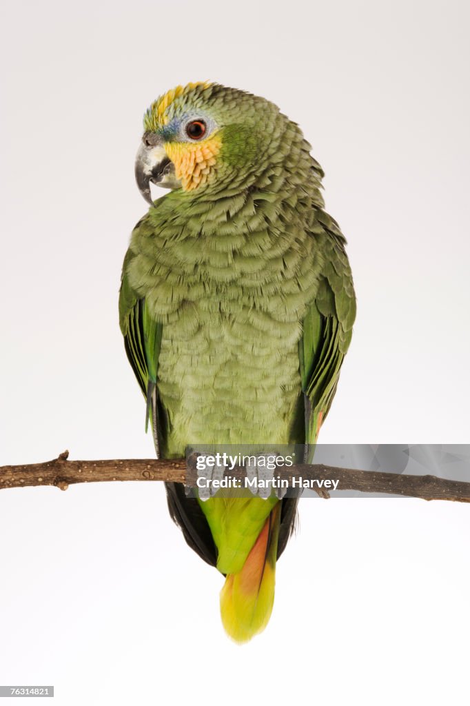 Orange-winged Amazon (Amazona amazonica) sitting on branch