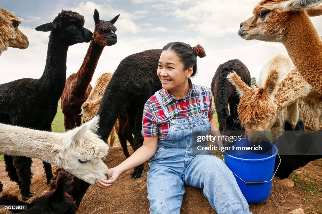 Woman feeding alpacas on farm