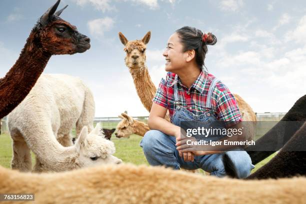 woman sitting with alpacas, face to face, smiling - alpaka stock-fotos und bilder