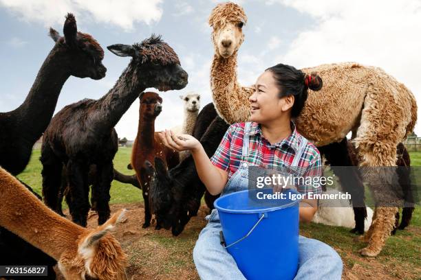 woman feeding alpacas on farm - llama stock pictures, royalty-free photos & images