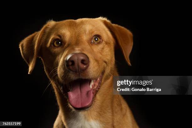 animal portrait of dog sticking tongue out - dog black background stock pictures, royalty-free photos & images