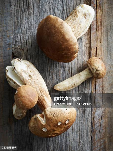 porcini mushrooms, close-up, overhead view - porcini mushroom stock pictures, royalty-free photos & images