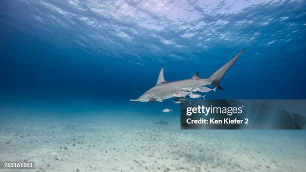 underwater view of great hammerhead shark swimming above seabed, bahamas - great hammerhead shark stockfoto's en -beelden