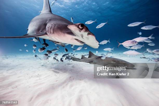 underwater view of great hammerhead shark, nurse shark and baitfish, bahamas - great hammerhead shark stockfoto's en -beelden