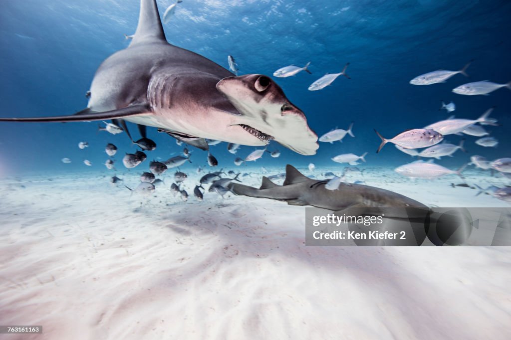 Underwater view of great hammerhead shark, nurse shark and baitfish, Bahamas