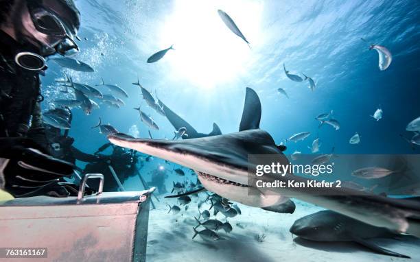 underwater view of scuba divers feeding great hammerhead shark and nurse shark, bahamas - great hammerhead shark stockfoto's en -beelden
