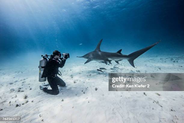 underwater view of female scuba diver photographing great hammerhead sharks from seabed, bimini, bahamas - great hammerhead shark stockfoto's en -beelden