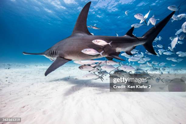 underwater view of great hammerhead shark and baitfish, bahamas - great hammerhead shark stockfoto's en -beelden