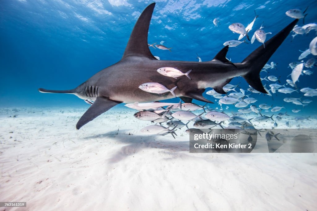 Underwater view of great hammerhead shark and baitfish, Bahamas
