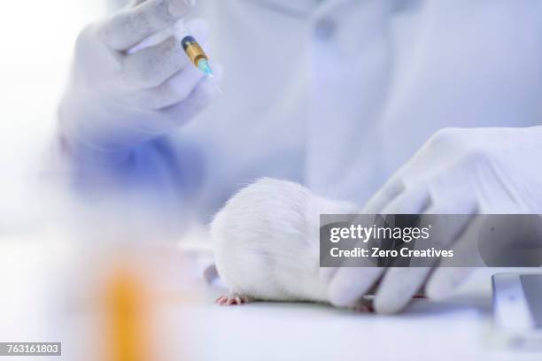 What Is Double Injection Rats 37 Rat Injection Stock Photos, High-Res Pictures, and Images - Getty Images