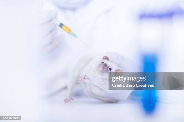 What Is Double Injection Rats 37 Rat Injection Stock Photos, High-Res Pictures, and Images - Getty Images