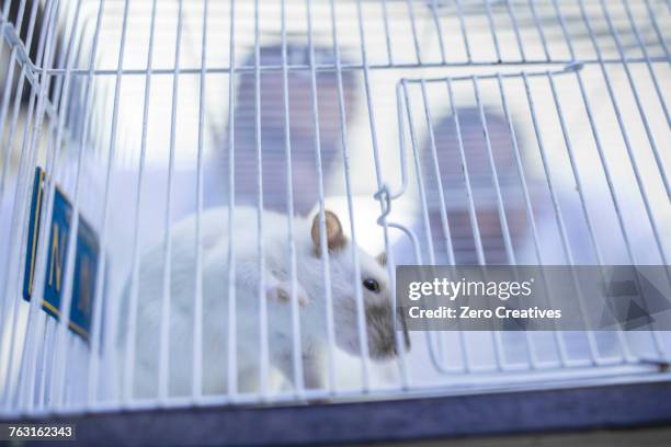 white rat in cage, laboratory workers peering into cage - dierproef stockfoto's en -beelden