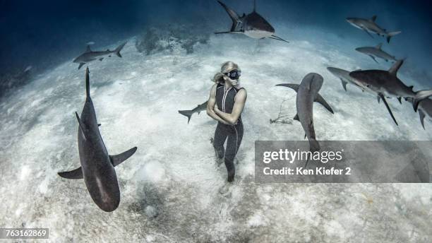 underwater view of female free diver standing on seabed surrounded by reef sharks, bahamas - animal behavior ストックフォトと画像