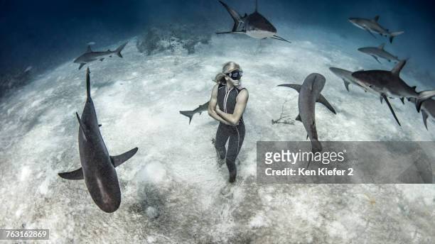 underwater view of female free diver standing on seabed surrounded by reef sharks, bahamas - dierlijk gedrag stockfoto's en -beelden
