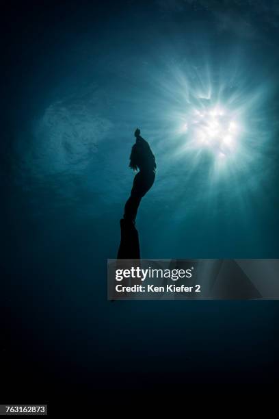 underwater view of silhouetted female free diver moving up towards sun rays, new providence, bahamas - ken kiefer stock pictures, royalty-free photos & images