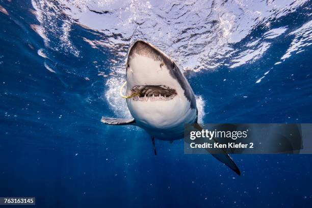 underwater view of white shark with bait in mouth, campeche, mexico - ken kiefer stock pictures, royalty-free photos & images