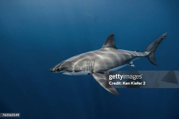 underwater view of white shark swimming in blue sea, campeche, mexico - ken kiefer stock pictures, royalty-free photos & images