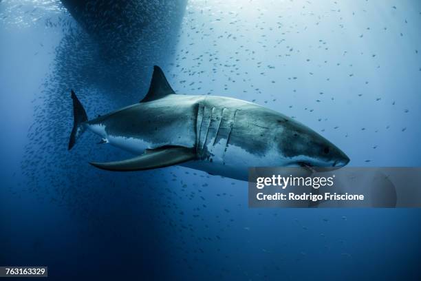 great white shark (carcharodon megalodon) swimming under boat shadow, guadalupe, mexico - megalodon stock pictures, royalty-free photos & images