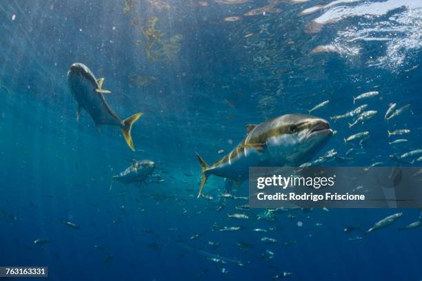 school of yellowtail (seriola quinqueradiata) swimming close to surface, guadalupe, mexico - japanese amberjack stock pictures, royalty-free photos & images