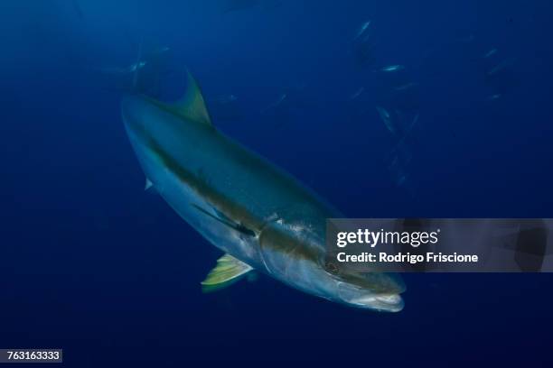 close-up of yellowtail (seriola quinqueradiata), guadalupe, mexico - japanese amberjack stock pictures, royalty-free photos & images