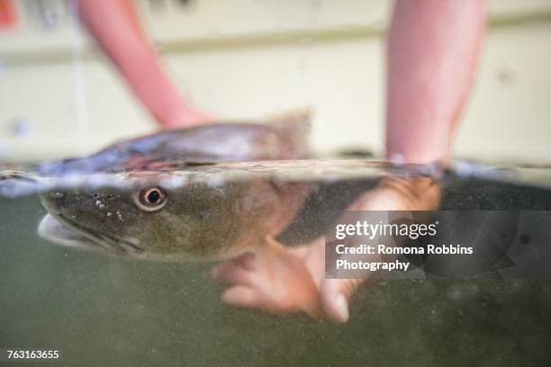 man releasing small redfish - releasing fish stock pictures, royalty-free photos & images