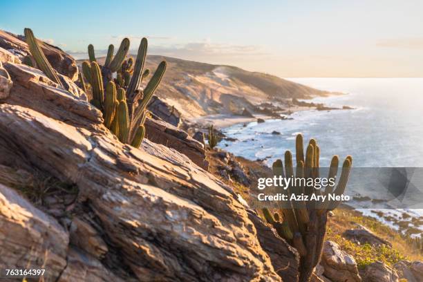 cacti growing on cliff side, jericoacoara national park, ceara, brazil, south america - jericoacoara beach stock pictures, royalty-free photos & images