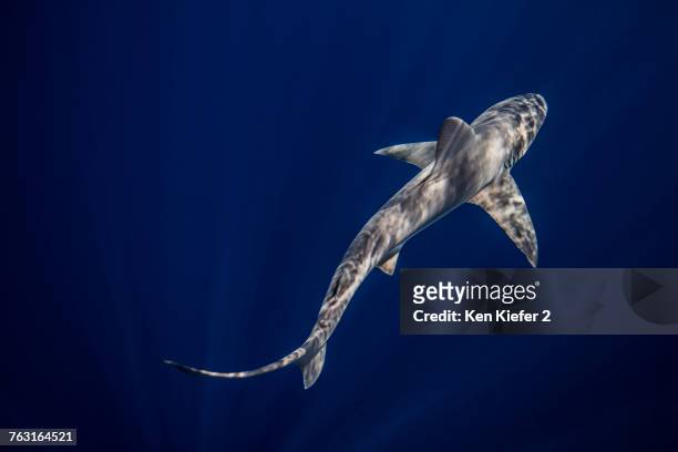 underwater overhead view of sandbar shark swimming in blue sea, jupiter, florida, usa - ken kiefer stock pictures, royalty-free photos & images