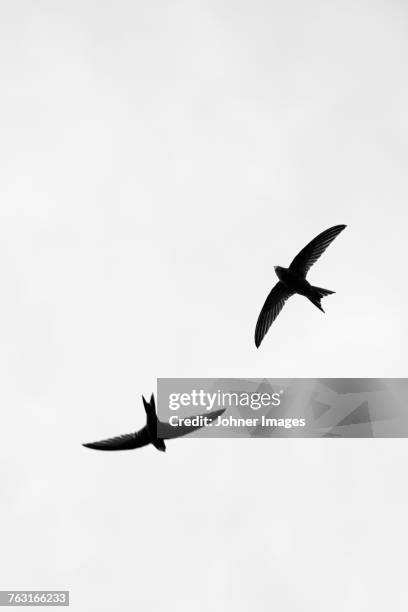 two flying swallows - vogel silhouet stockfoto's en -beelden