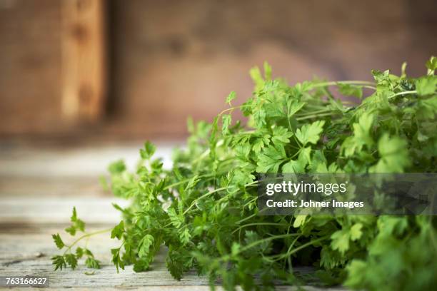 flat leaf parsley - prezzemolo foto e immagini stock