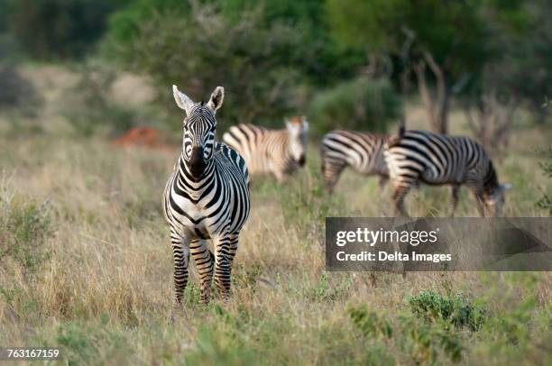 grants zebra (equus quagga boehmi), lualenyi game reserve, tsavo, kenya - grants zebra bildbanksfoton och bilder