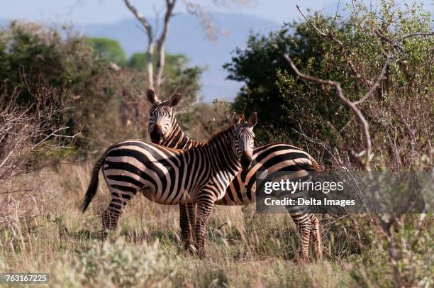 grants zebra (equus quagga boehmi), lualenyi game reserve, tsavo, kenya - grants zebra bildbanksfoton och bilder