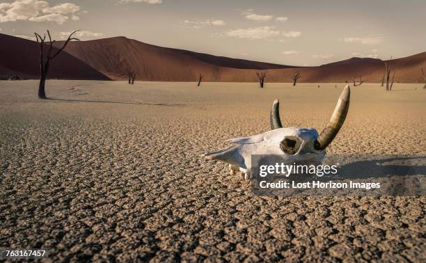 cattle skull in desert, windhoek, namibia, africa - windhoek stock pictures, royalty-free photos & images