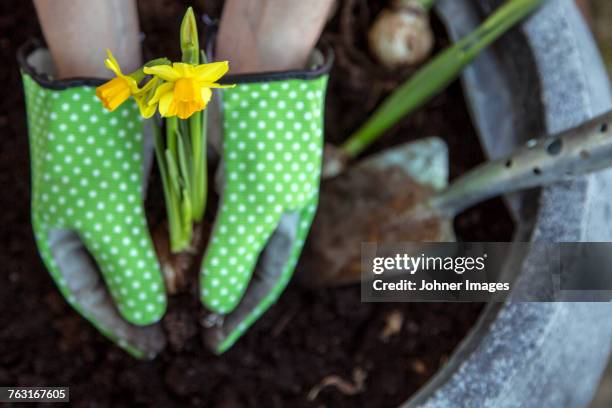 planting daffodils - gardening glove stock pictures, royalty-free photos & images