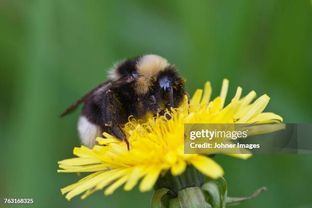 bumblebee on flower - bumblebee stock pictures, royalty-free photos & images
