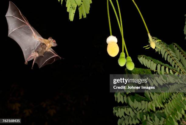 flying bat - bats flying ストックフォトと画像