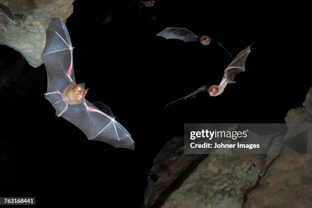 flying bats - bat ストックフォトと画像