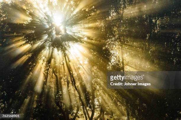 sunbeams shining through trees - wald sonnenstrahlen stock-fotos und bilder