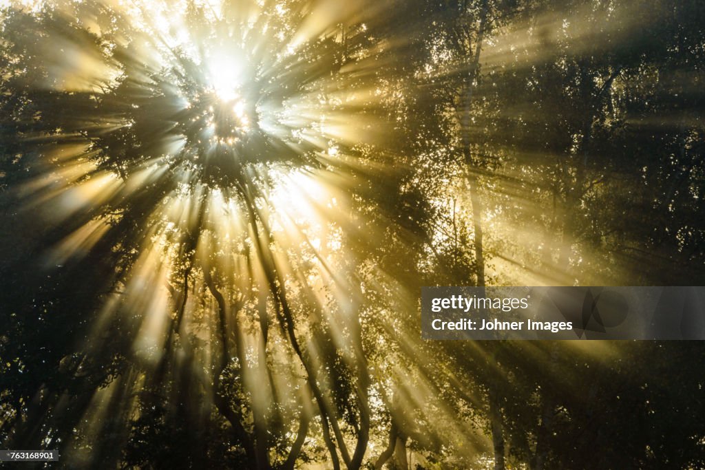 Sunbeams shining through trees