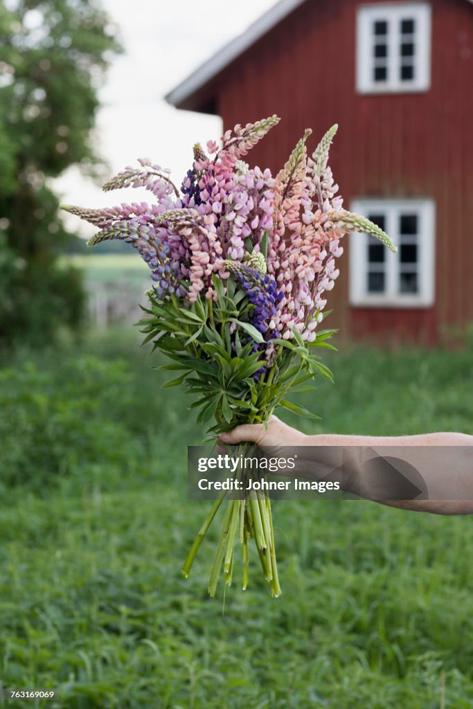 Hand holding lupine flowers