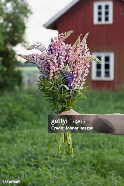 hand holding lupine flowers - lupine flower stock pictures, royalty-free photos & images